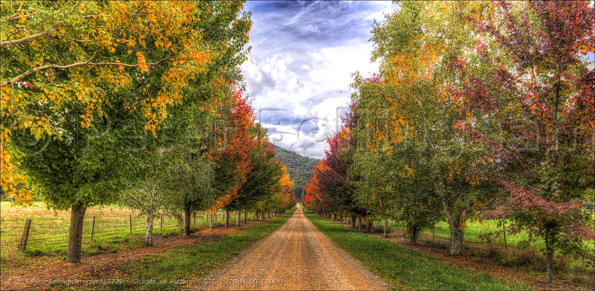 Peter Bellingham Photography Shades of Autumn - VIC T (PBH4 00 13164)